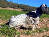 Chiots Setters Anglais LOF à naître