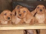 Chiots Basset Fauve de Bretagne à vendre