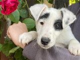 Mâle disponible BANDY