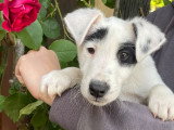 Mâle disponible BANDY