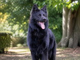 Sanwëc'han, mâle Altdeutscher Schäferhund noir solide pour saillie