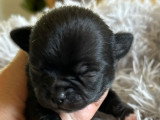 Chiots de race Chihuahua à vendre (1 femelle & 3 mâles)