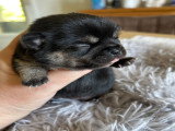 Chiots de race Chihuahua à vendre (1 femelle & 3 mâles)