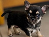 Chiots de race Chihuahua à vendre (1 femelle & 3 mâles)