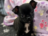 Chiots de race Chihuahua à vendre (1 femelle & 3 mâles)