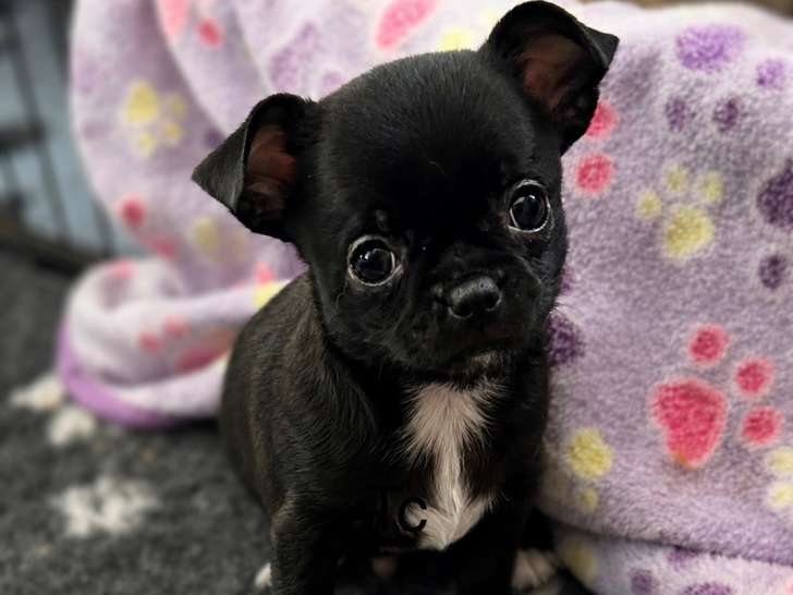 Chiots de race Chihuahua à vendre (1 femelle & 3 mâles)