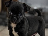 Chiots de race Chihuahua à vendre (1 femelle & 3 mâles)