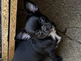 Chiots de race Chihuahua à vendre (1 femelle & 3 mâles)