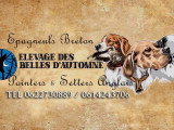 Chiots Épagneul Breton à vendre