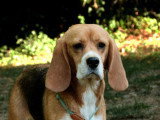 Chienne Beagle LOF née juillet 2022 à vendre pour compagnie
