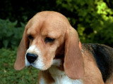 Chienne Beagle LOF née juillet 2022 à vendre pour compagnie