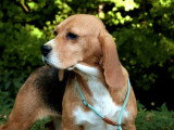 Chienne Beagle LOF née juillet 2022 à vendre pour compagnie