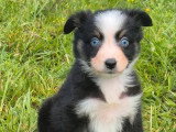 5 chiots Berger Australien LOF à réserver nés en mars 2026