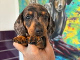 3 chiots Teckel Nain Poil Ras à réserver non LOF nés en mars 2026