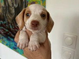 3 chiots Teckel Nain Poil Ras à réserver non LOF nés en mars 2026