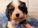2 chiots Cavalier King Charles LOF nés en mars 2026 à vendre