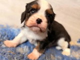 2 chiots Cavalier King Charles LOF nés en mars 2026 à vendre