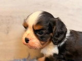 2 chiots Cavalier King Charles LOF nés en mars 2026 à vendre