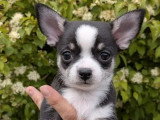 3 chiots Chihuahua mâles non LOF nés en mars 2026 à réserver