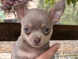 3 chiots Chihuahua mâles non LOF nés en mars 2026 à réserver