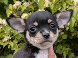 3 chiots Chihuahua mâles non LOF nés en mars 2026 à réserver