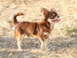 3 chiots Chihuahua mâles non LOF nés en mars 2026 à réserver