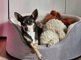 3 chiots Chihuahua mâles non LOF nés en mars 2026 à réserver