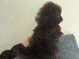 2 chiots Spitz nain mâles non LOF de mars 2026 à réserver