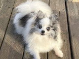 2 chiots Spitz nain mâles non LOF de mars 2026 à réserver