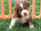 7 chiots Berger Américain Miniature non LOF de mars 2026 à réserver