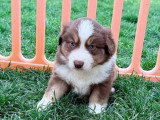 7 chiots Berger Américain Miniature non LOF de mars 2026 à réserver