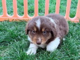 7 chiots Berger Américain Miniature non LOF de mars 2026 à réserver