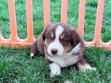 7 chiots Berger Américain Miniature non LOF de mars 2026 à réserver