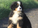 Chiots Bouvier Bernois à vendre