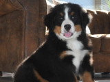 Chiots Bouvier Bernois à vendre