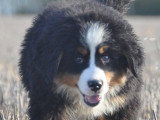 Chiots Bouvier Bernois à vendre