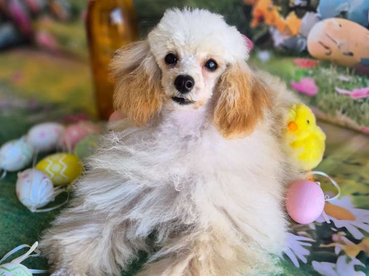 Chiots de type Caniche à vendre (2 femelles & 1 mâle)