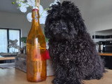 Chiots de type Caniche à vendre (2 femelles & 1 mâle)