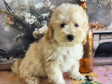 Chiots de type Caniche à vendre (2 femelles & 1 mâle)