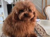 Mâle Caniche teacup fauve rouge à vendre