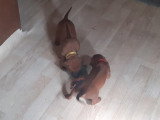 Chiots Rhodesian Ridgeback à vendre (8 femelles & 4 mâles)