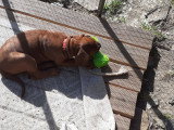 Chiots Rhodesian Ridgeback à vendre (8 femelles & 4 mâles)