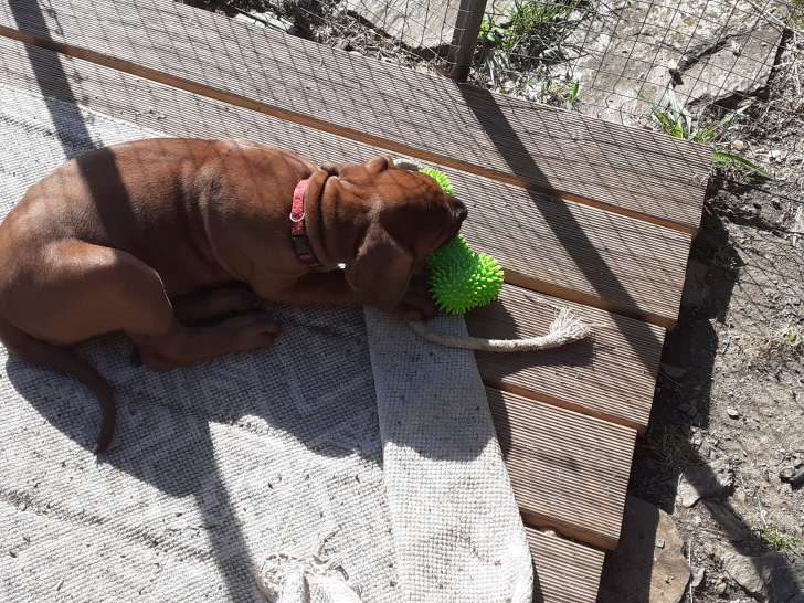 Chiots Rhodesian Ridgeback à vendre (8 femelles & 4 mâles)
