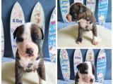 Chiots American Staffordshire Terrier à vendre
