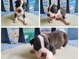Chiots American Staffordshire Terrier à vendre