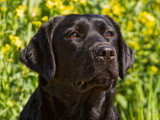 Chiots Labrador Retriever à naître