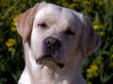 Chiots Labrador Retriever à naître