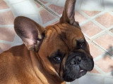 Chiot Bouledogue français LOF à vendre