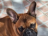 Chiot Bouledogue français LOF à vendre