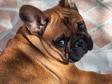 Chiot Bouledogue français LOF à vendre